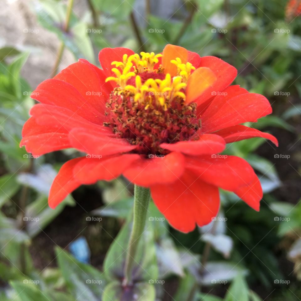 Red Zinnia