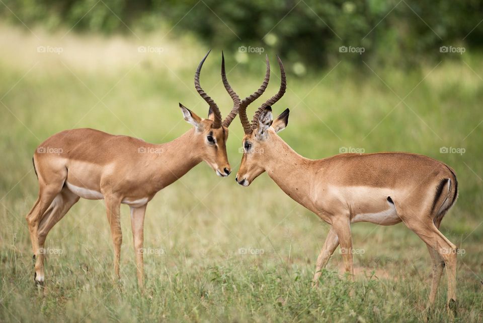 Beautiful brown colour deer