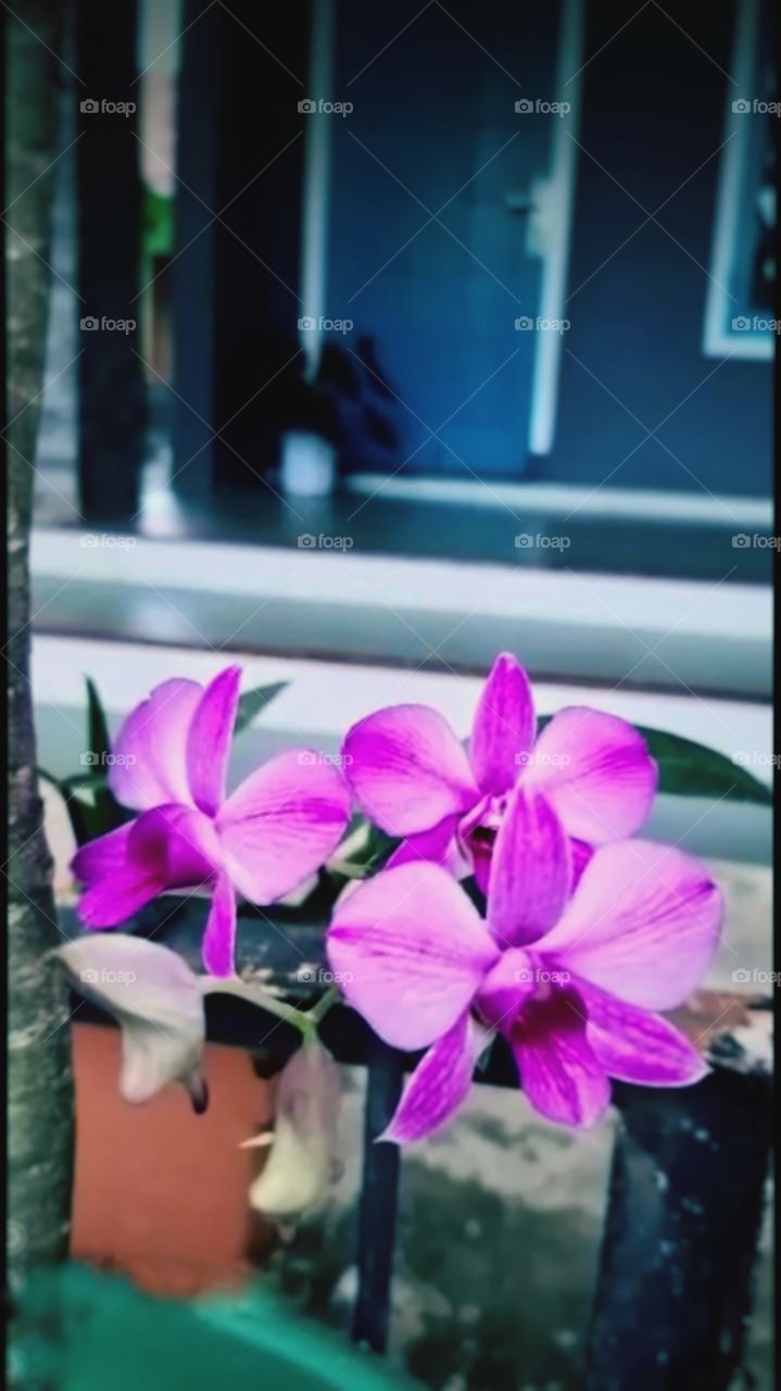Flowers in front of the house