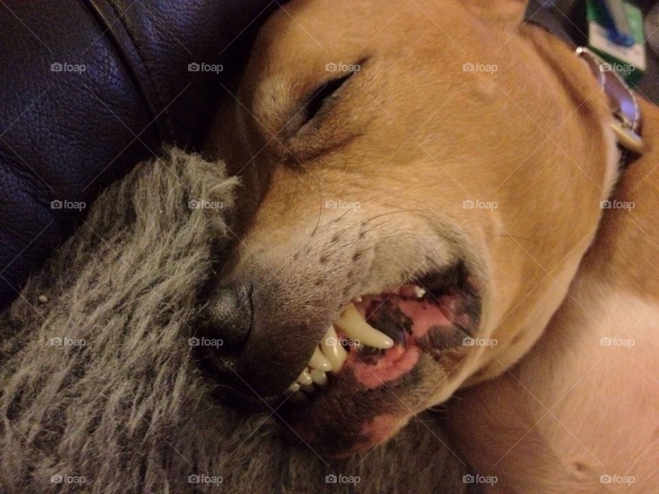 Let sleeping dos lie