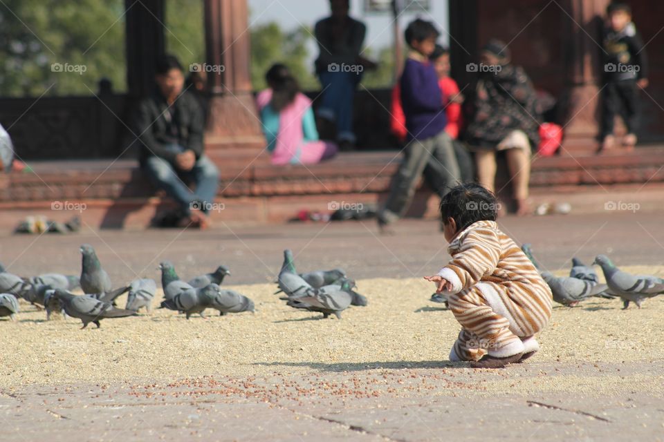 Mosque pigeons