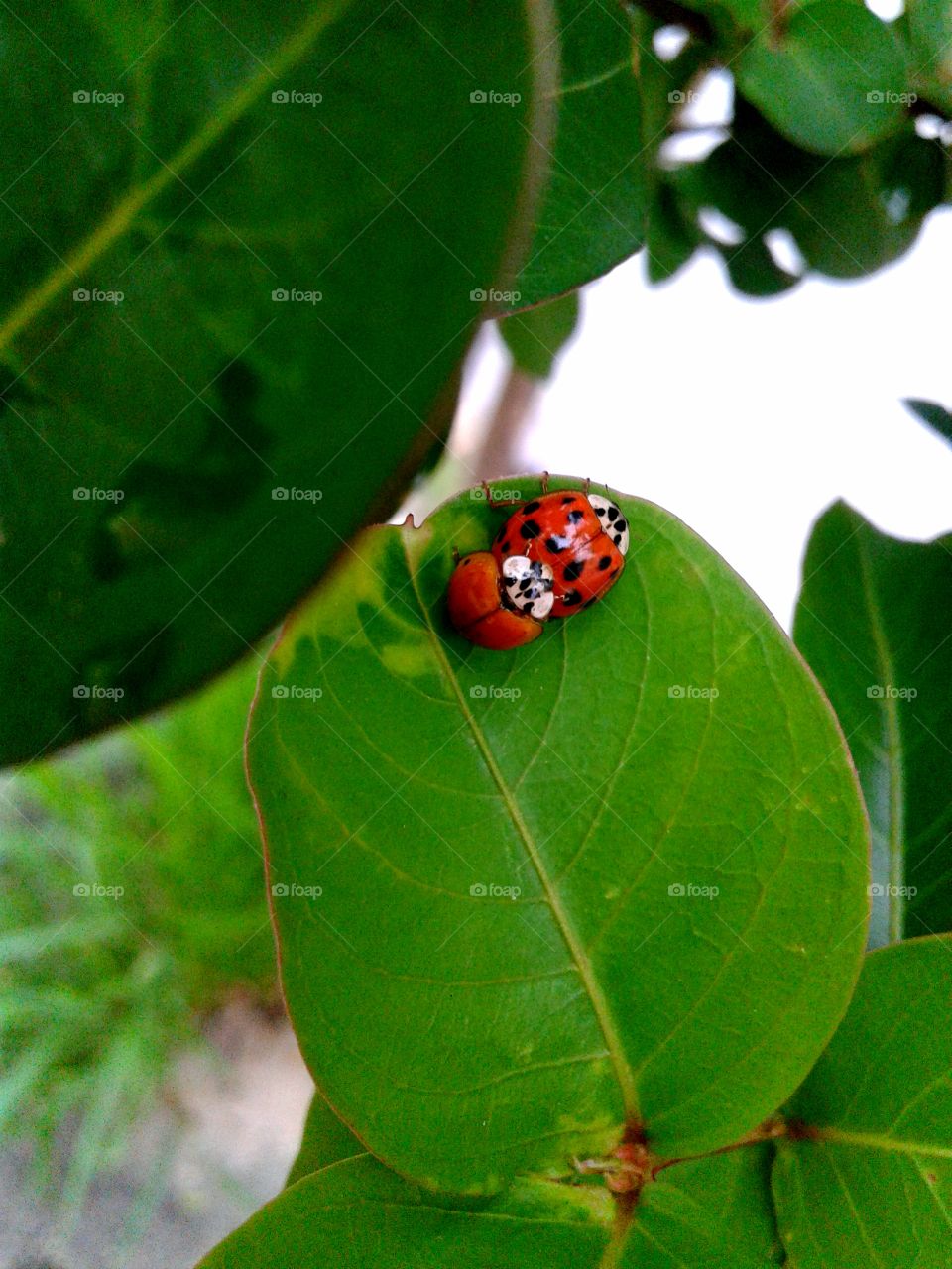 Ladybird