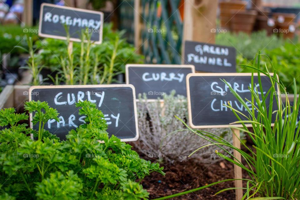 curly parsley