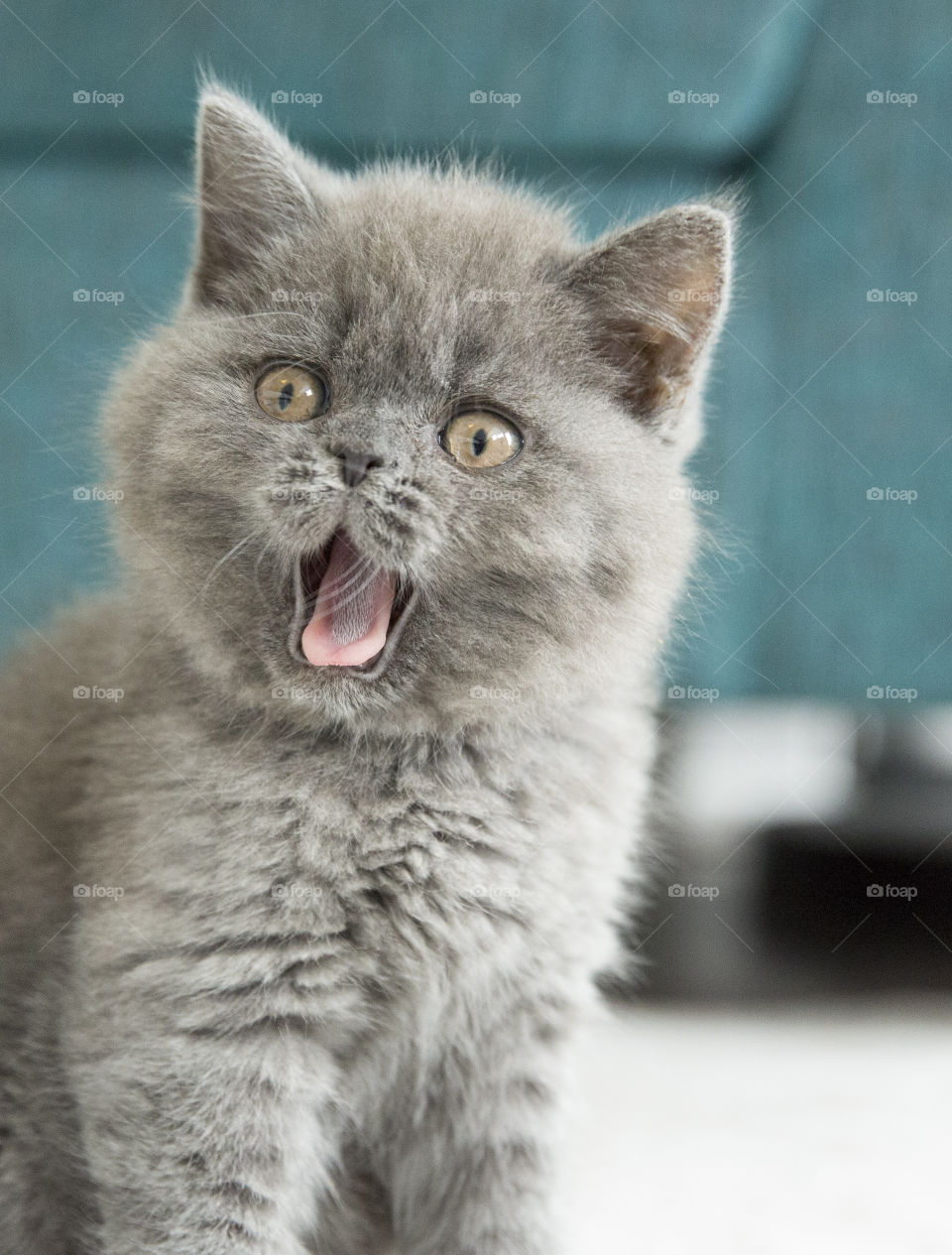 Close-up of cat with sticking out tongue