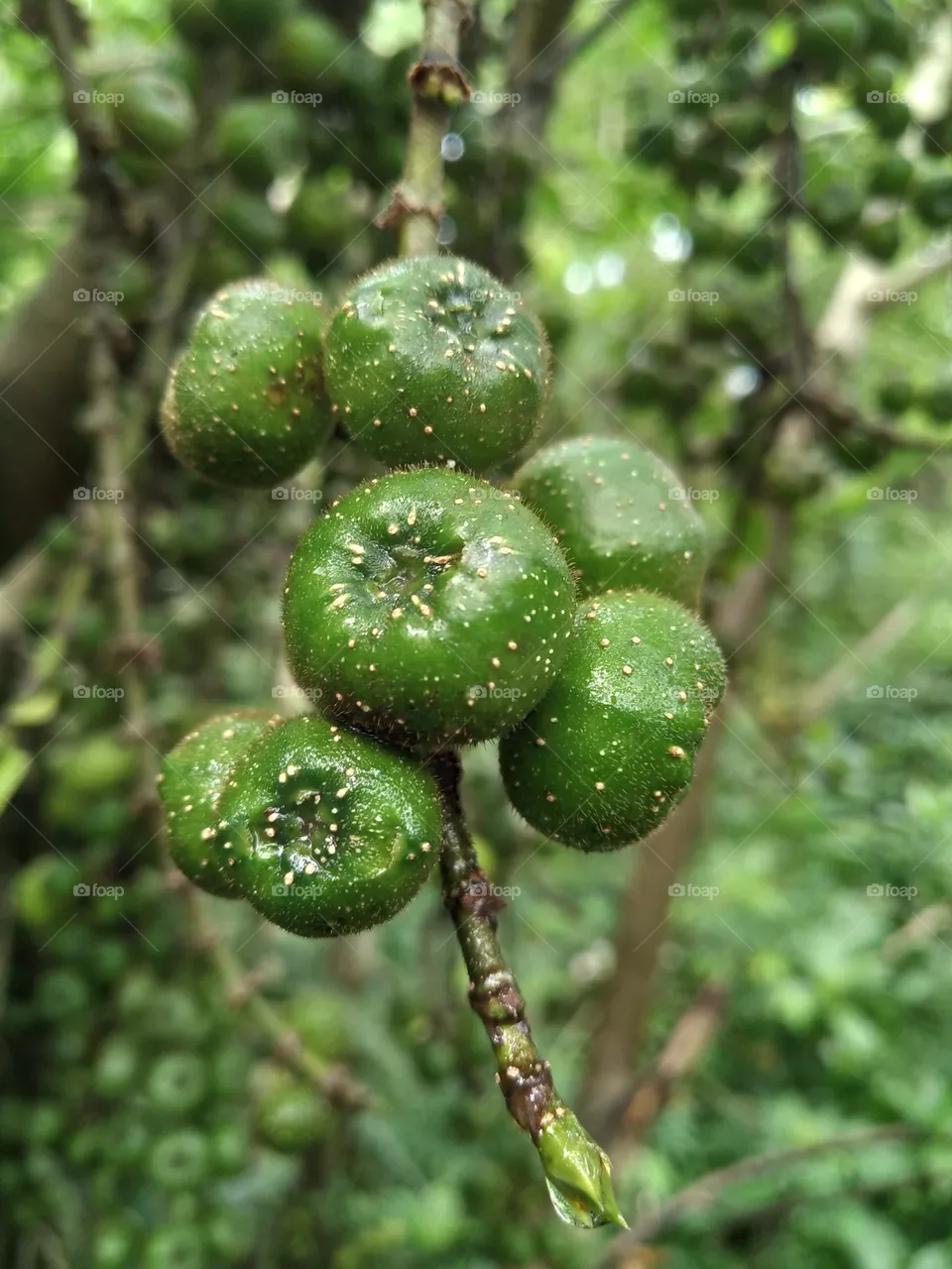 A beautiful green fruits that I found in a forest tree.  photo taken close up.