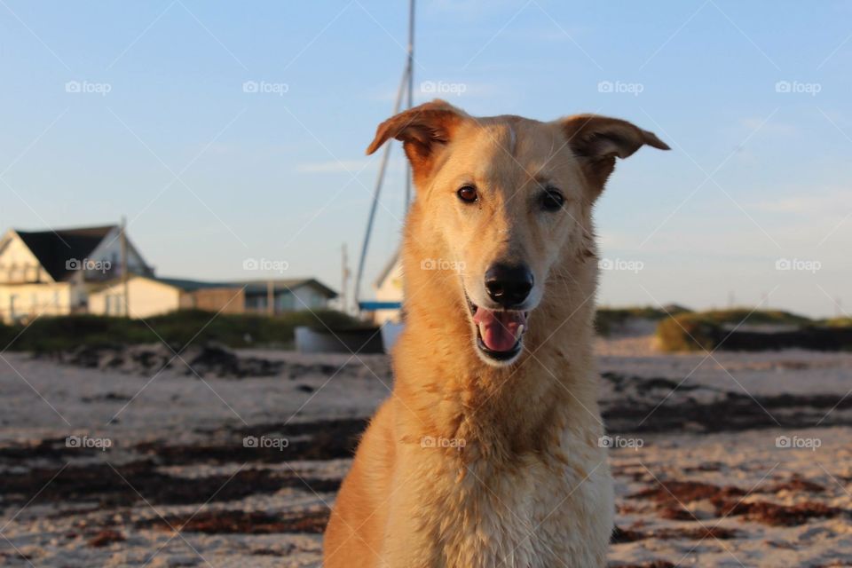 Pup on the beach