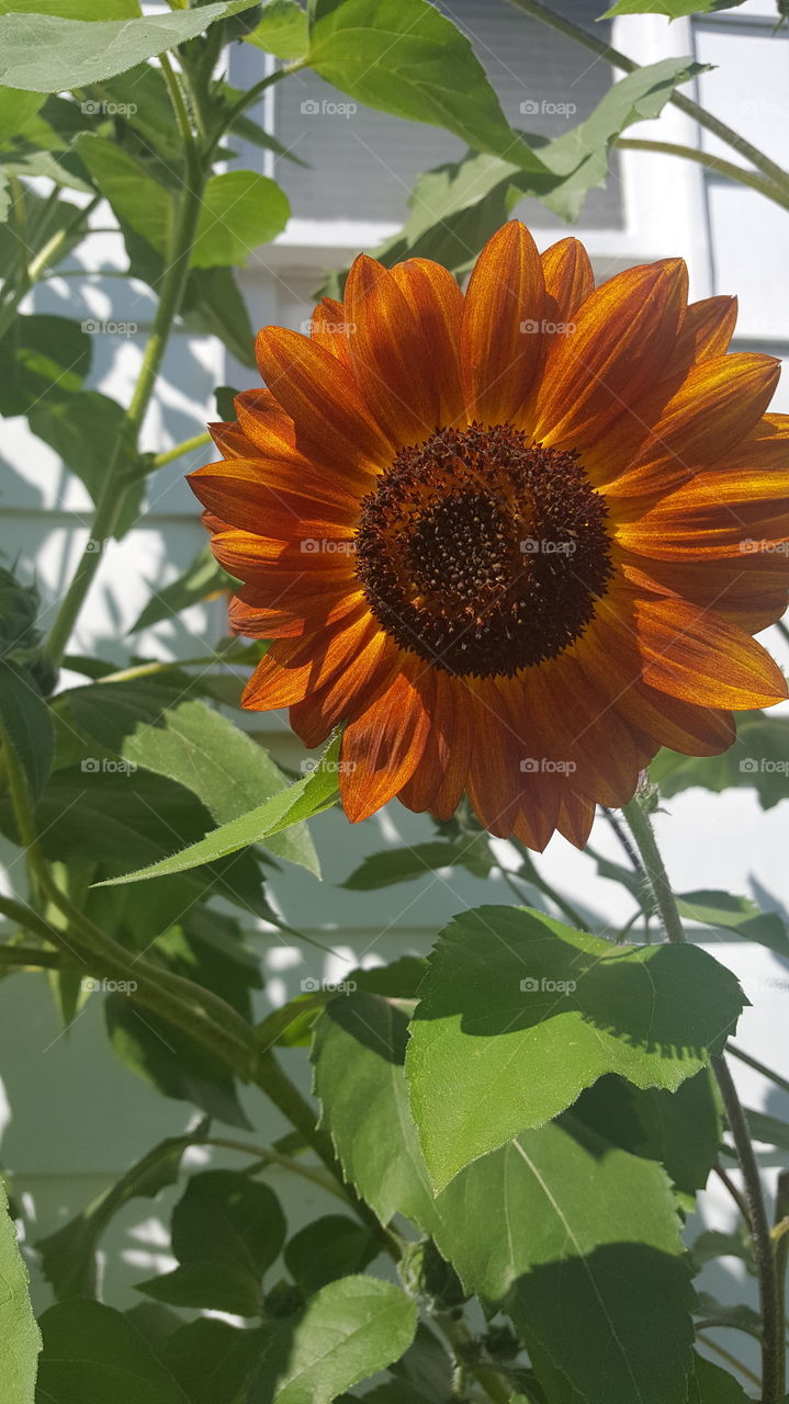 rusty sunflower