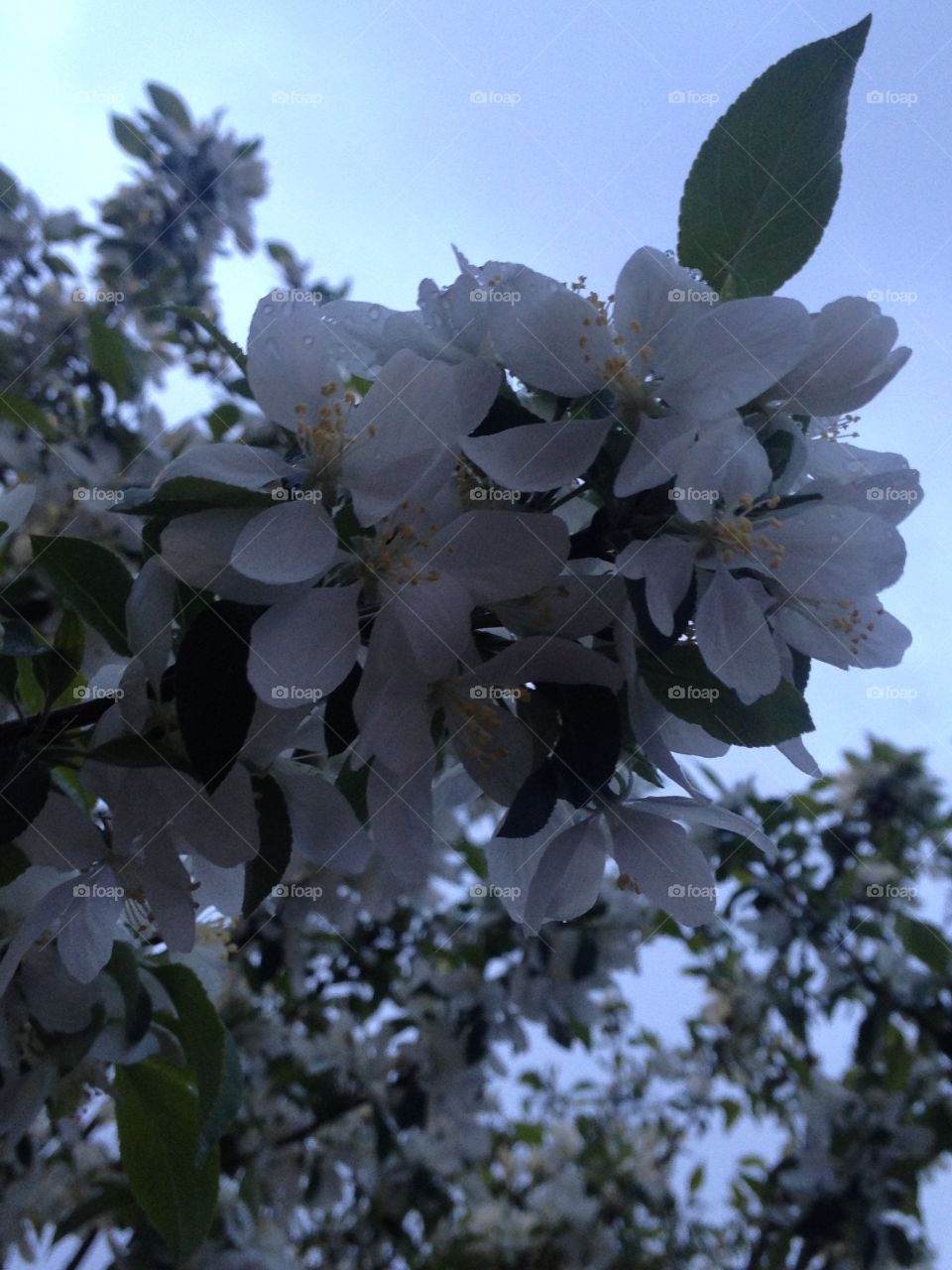 Evening flower. Evening flower after rain