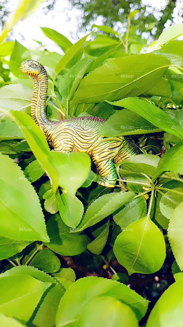 dinosaur