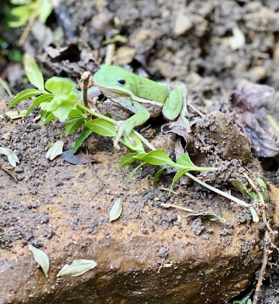 Frog hanging out on a rock near the pond. His green color really shows with muddy tones of the rocks and dead leaves behind him 