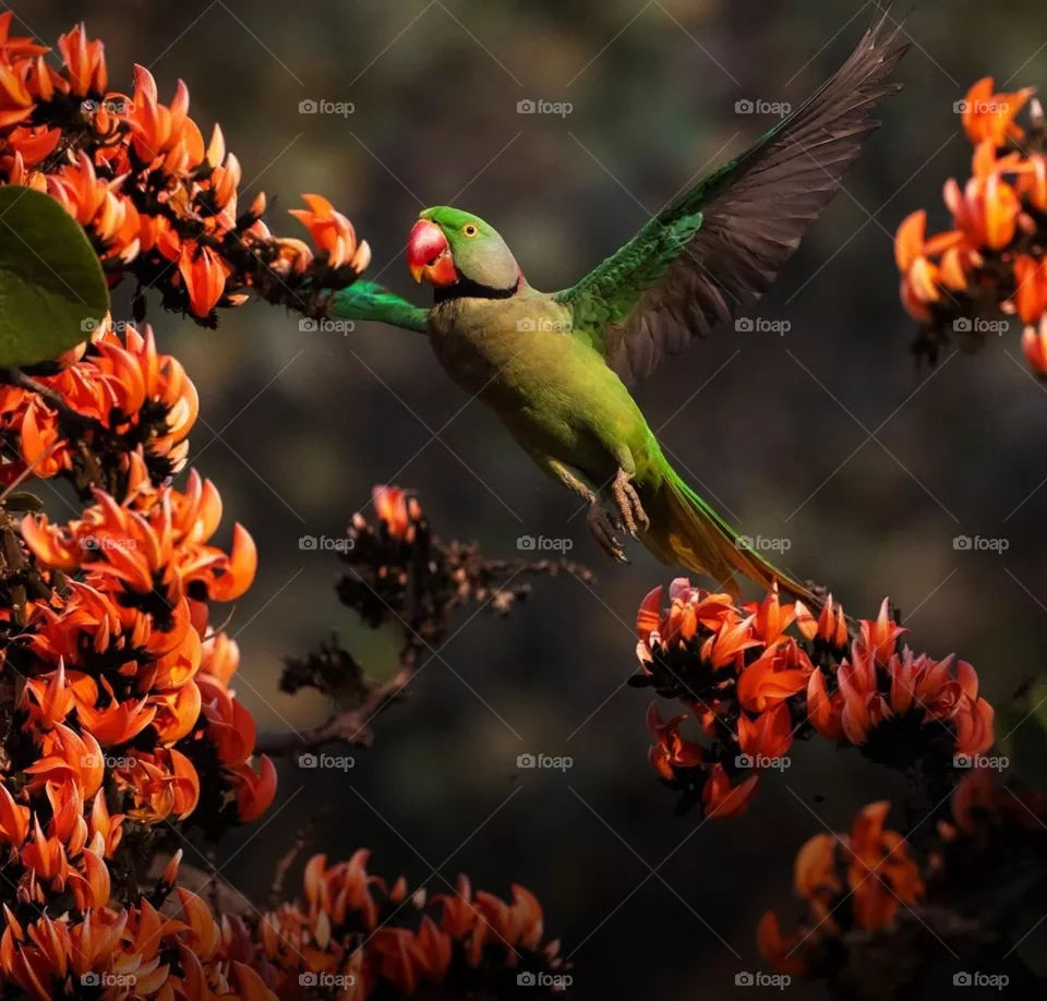 Parrot 