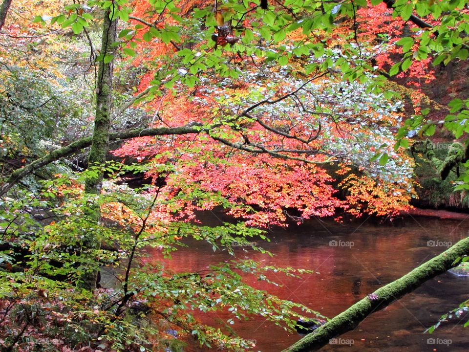 Fall, Leaf, Maple, Wood, Tree