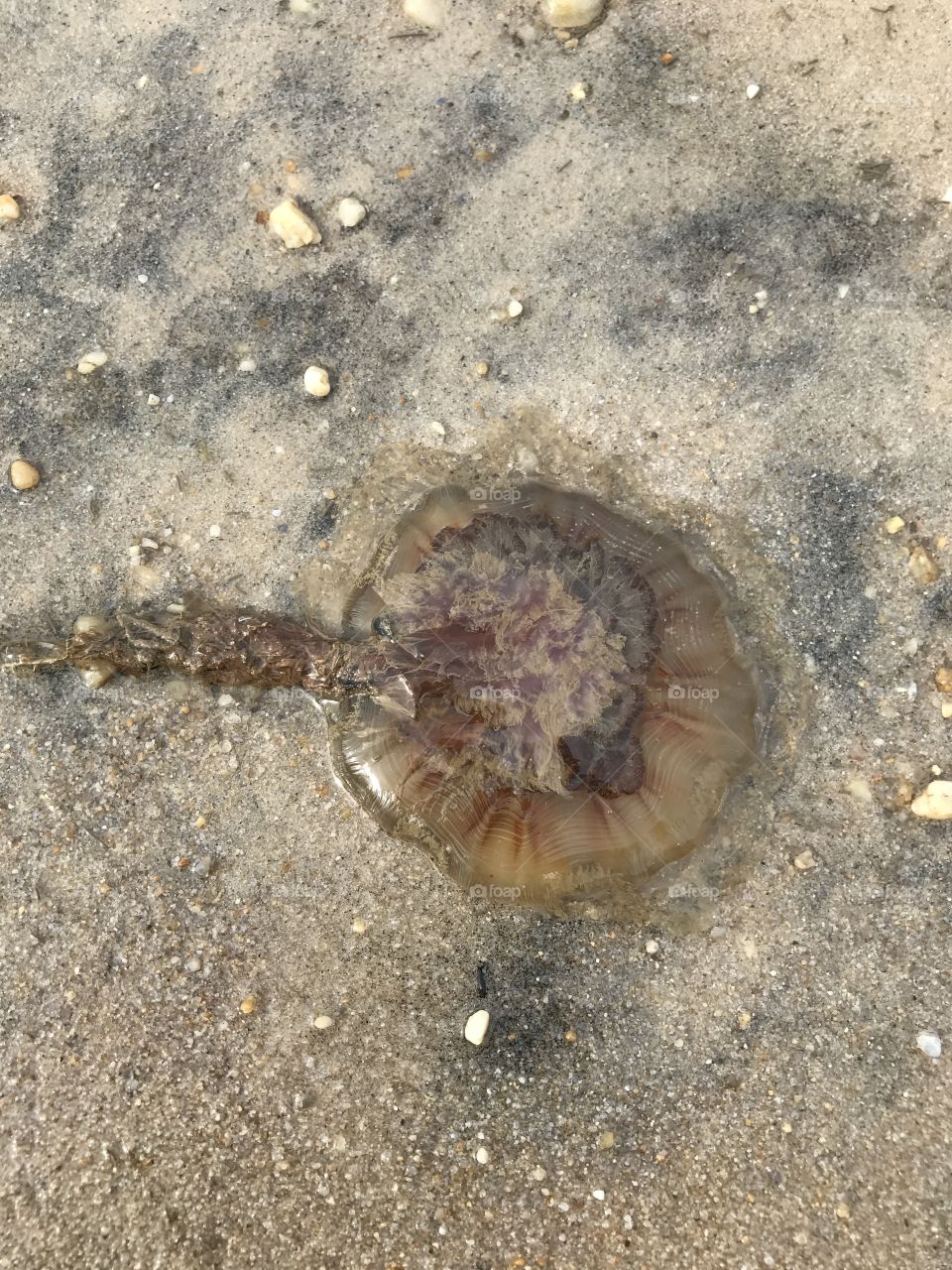 Jellyfish in the river