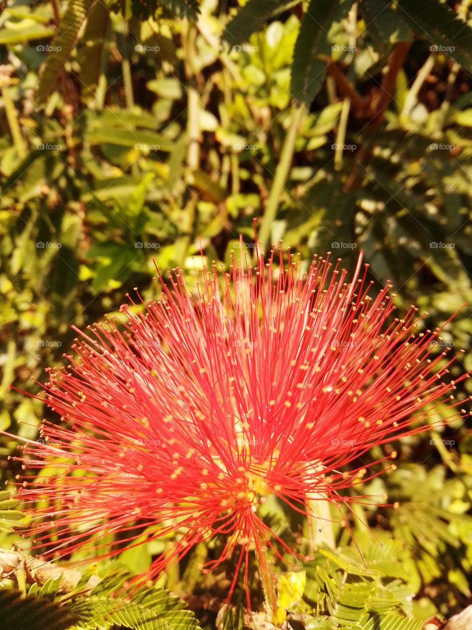 beautiful red flower.
