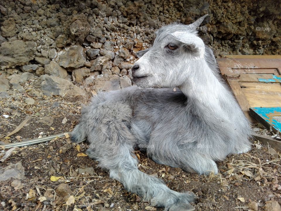 Morisca putting atention