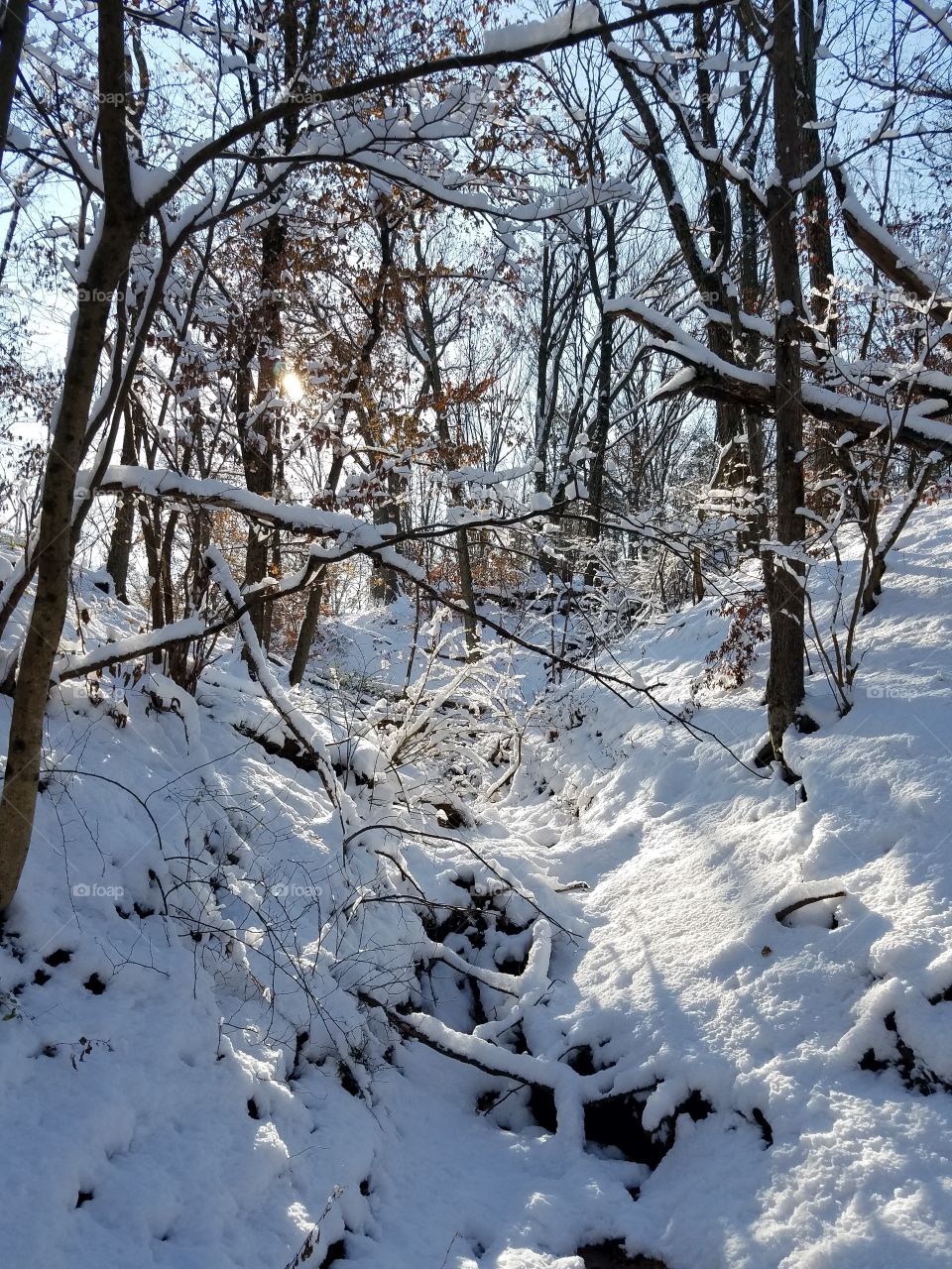 winter forest