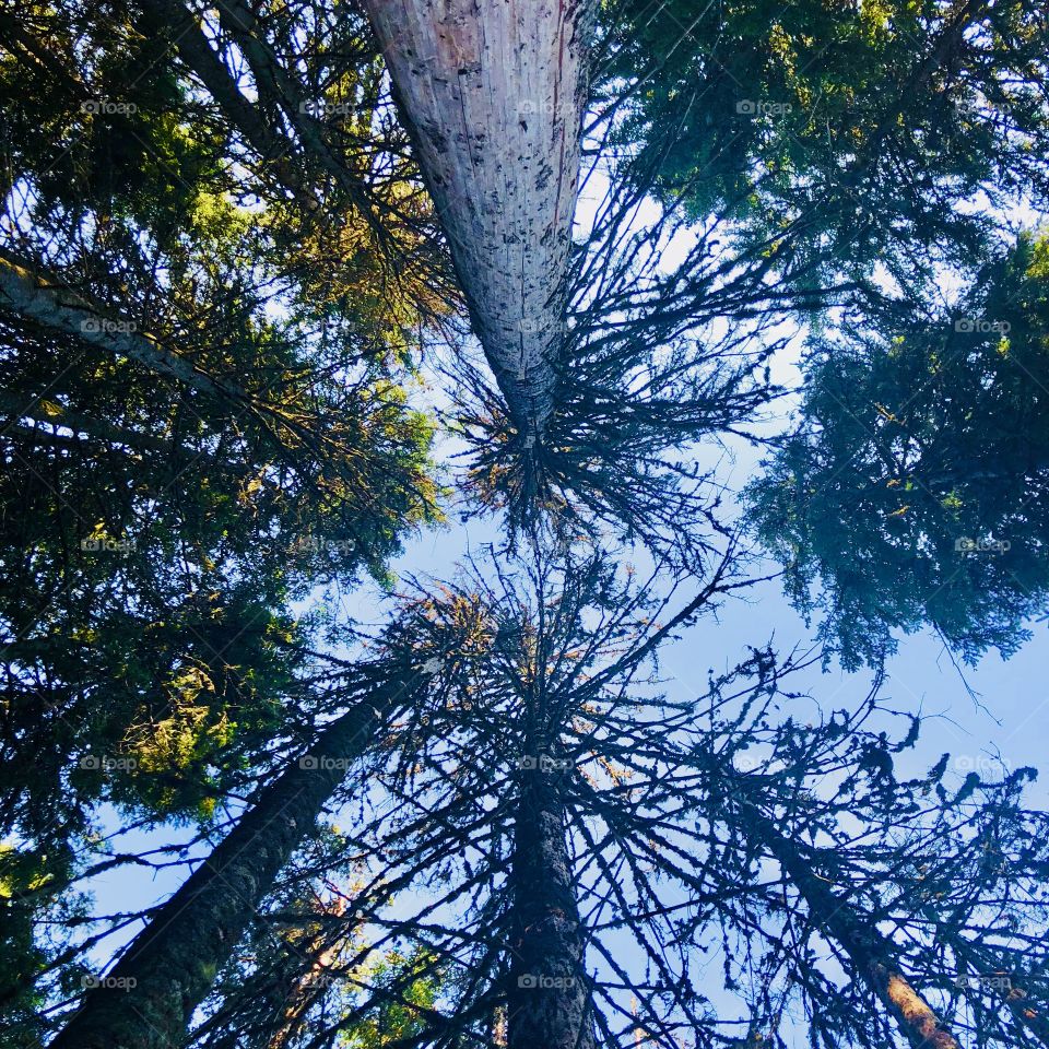 Trees in the mountain