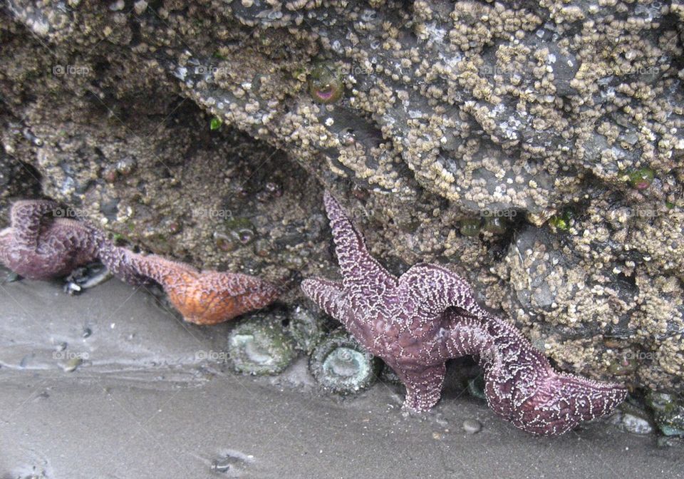 Starfish