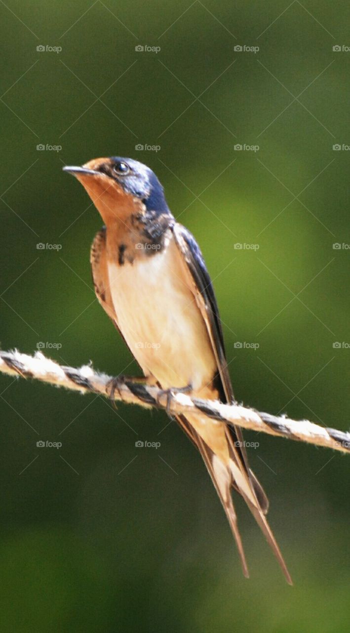 barn swallow