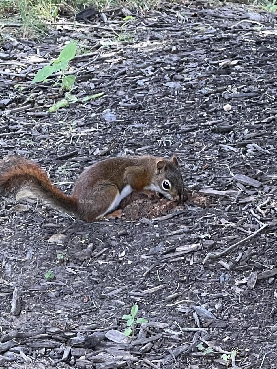 Red squirrel 