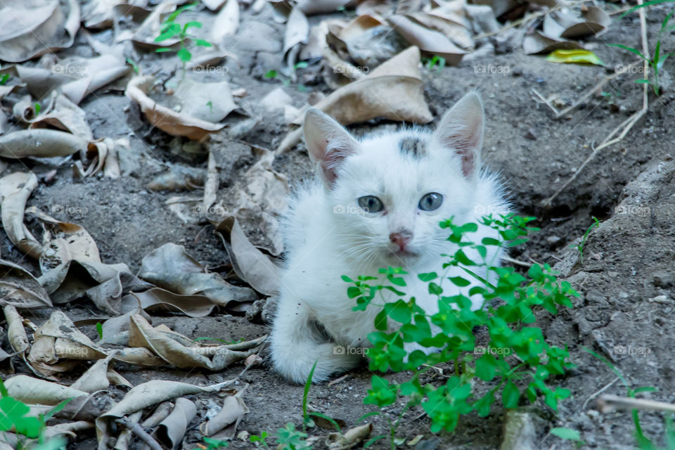Small cat hiding in a garden