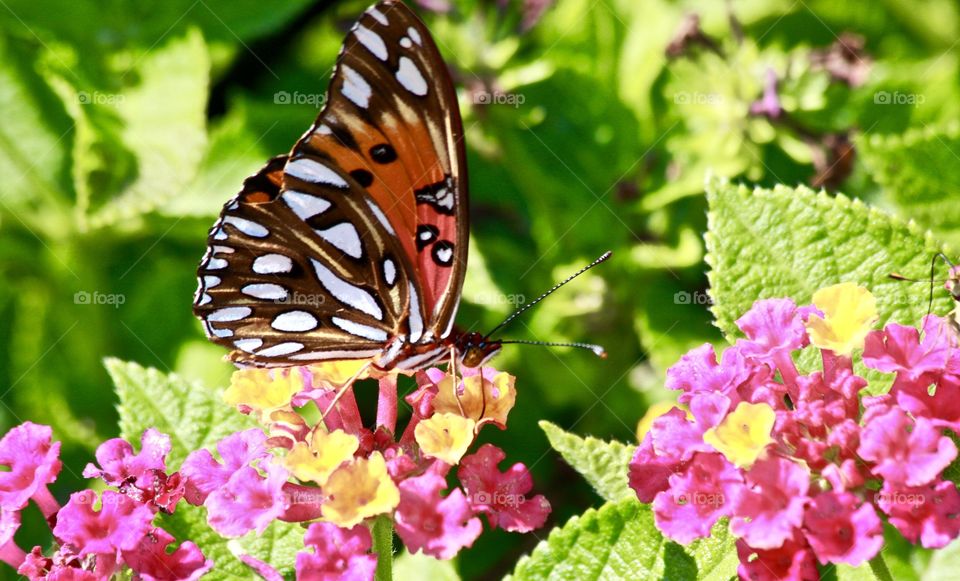 Butterfly enjoying a sunny day on a flower