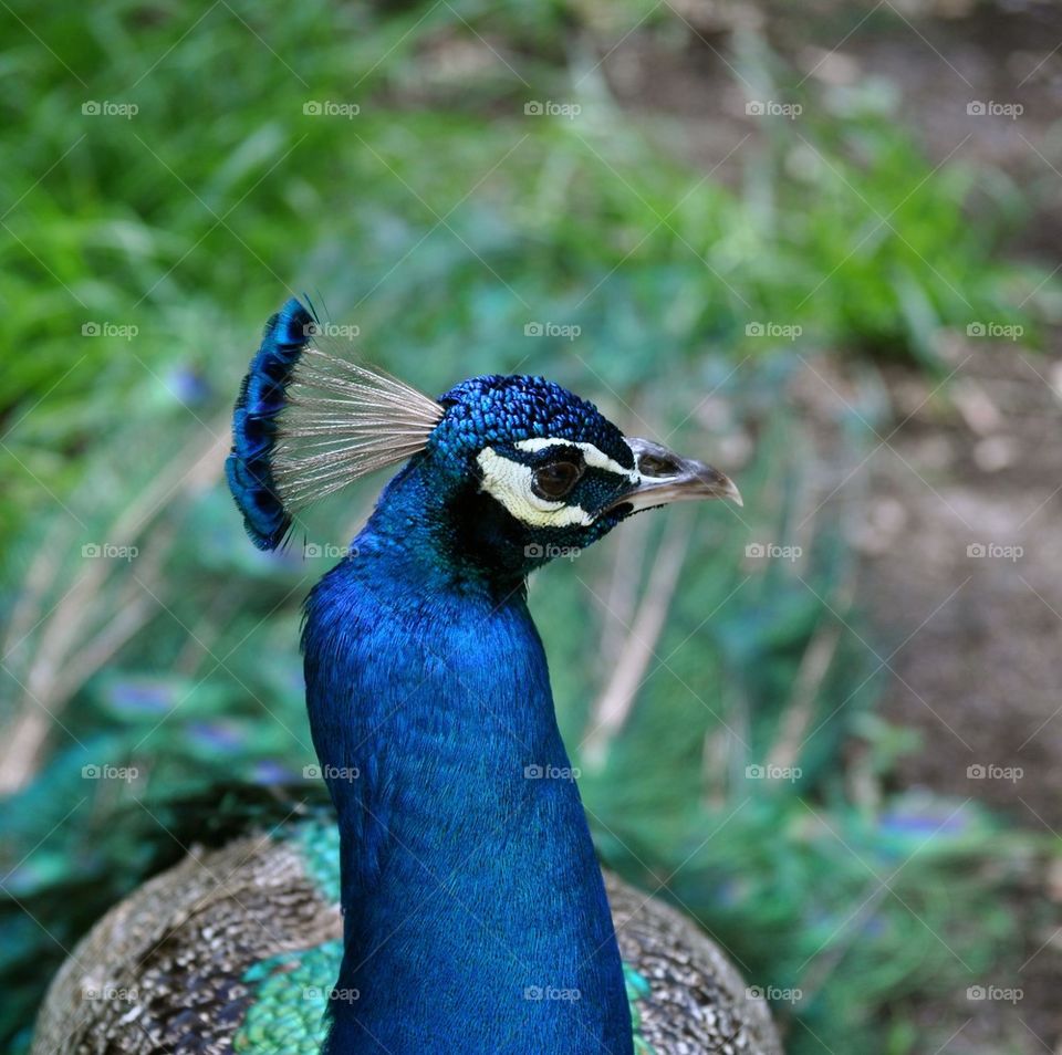 Peacock