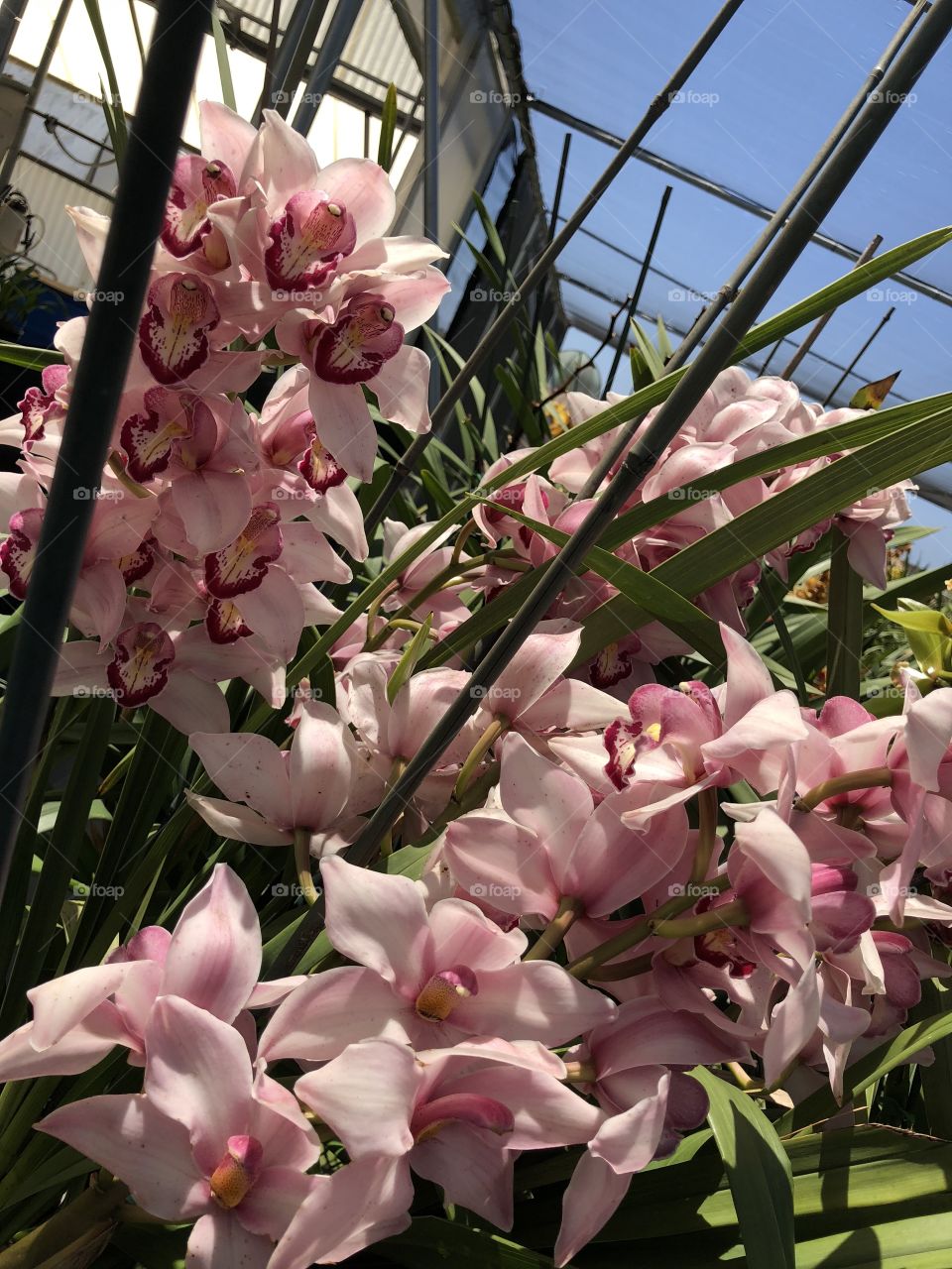 Orchid farm 