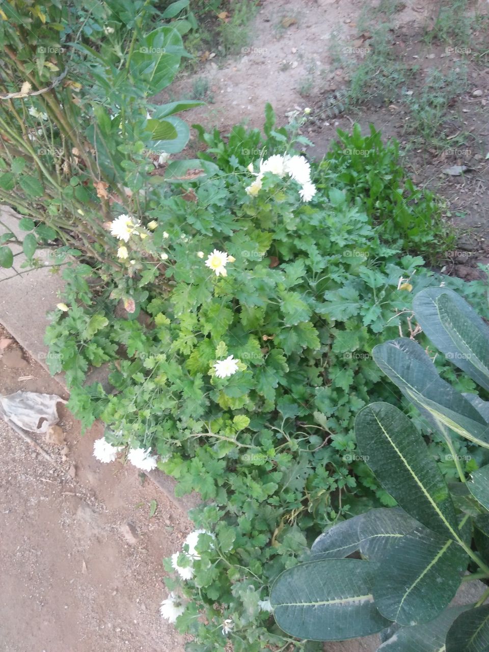 indian plant