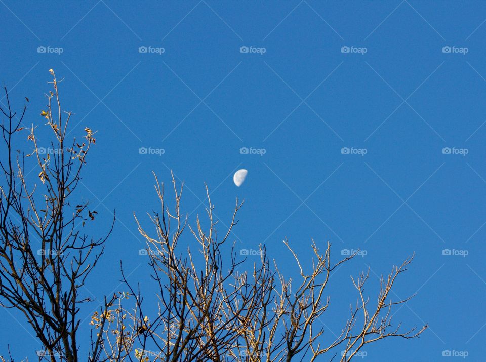 The half-moon, visible over bare branches of a tall tree, against a bright autumn sky