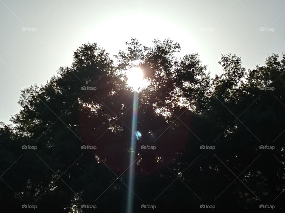 Sun rise through the trees