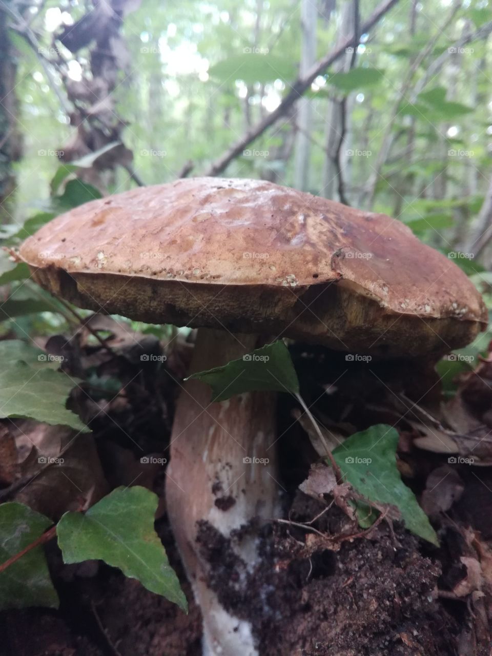 mushroom