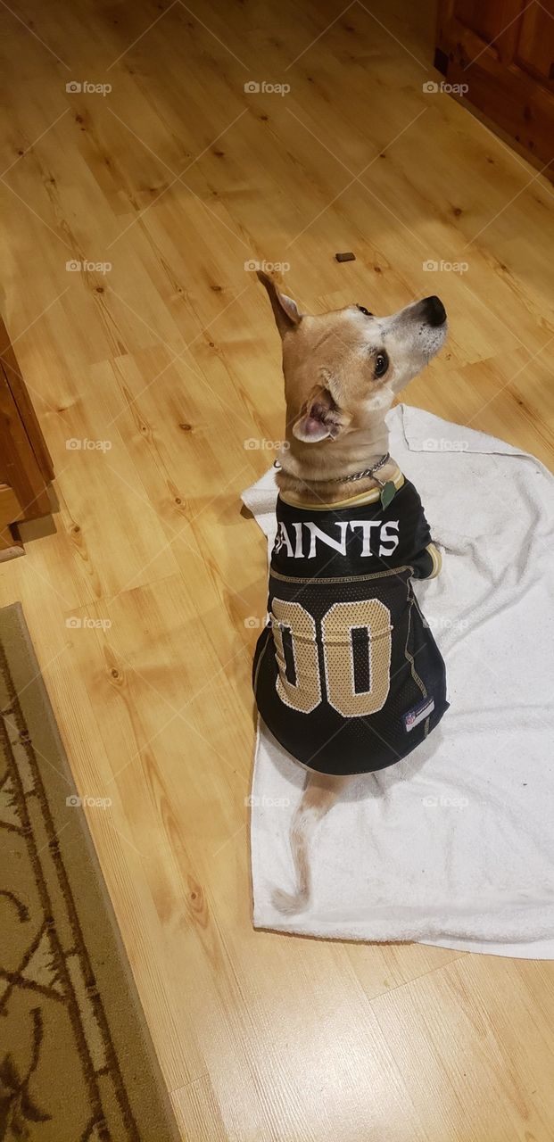 Saints fan