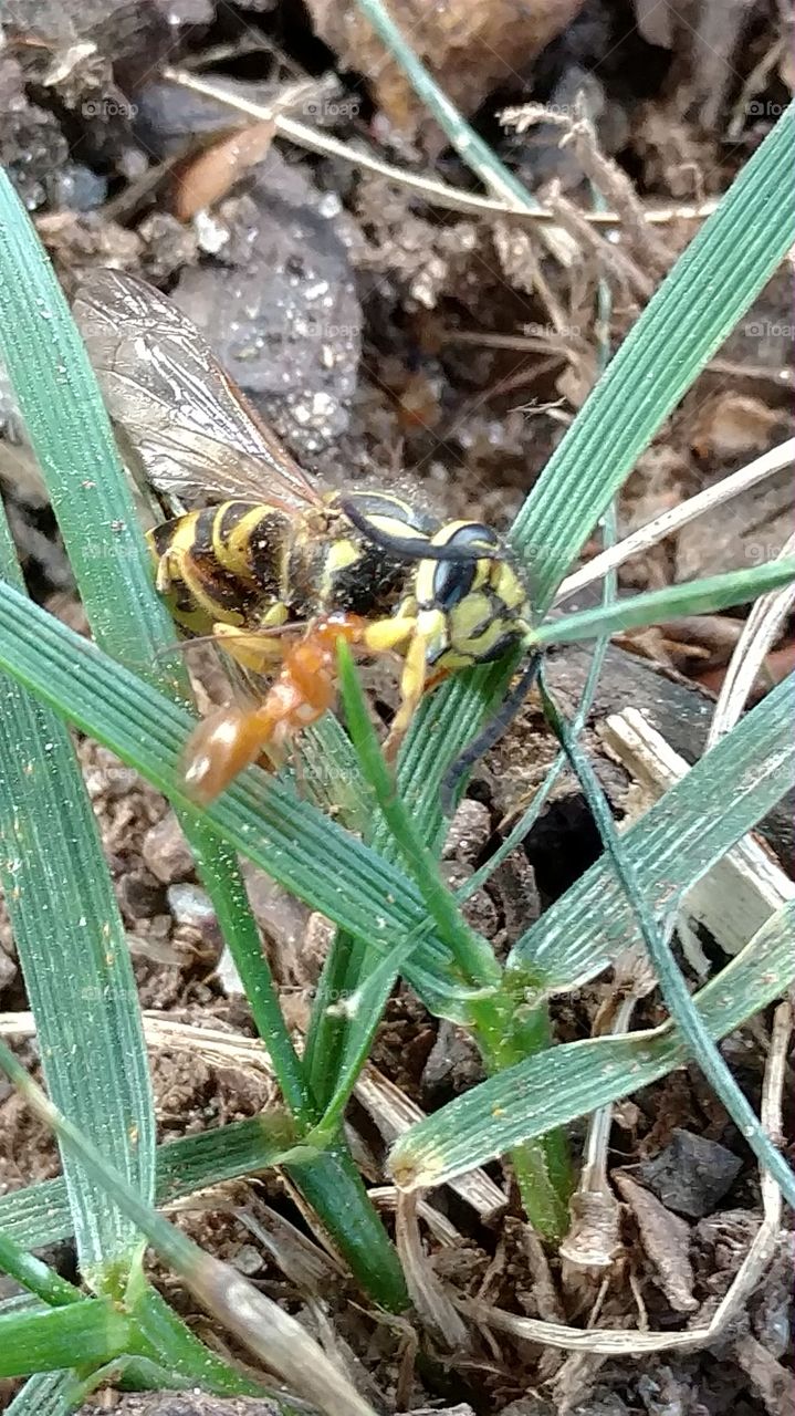 Nature, Insect, Little, Outdoors, Flora