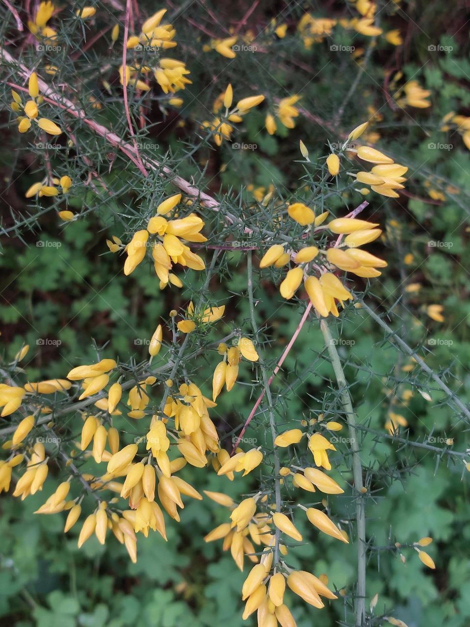 Yellow  flowers in the tree