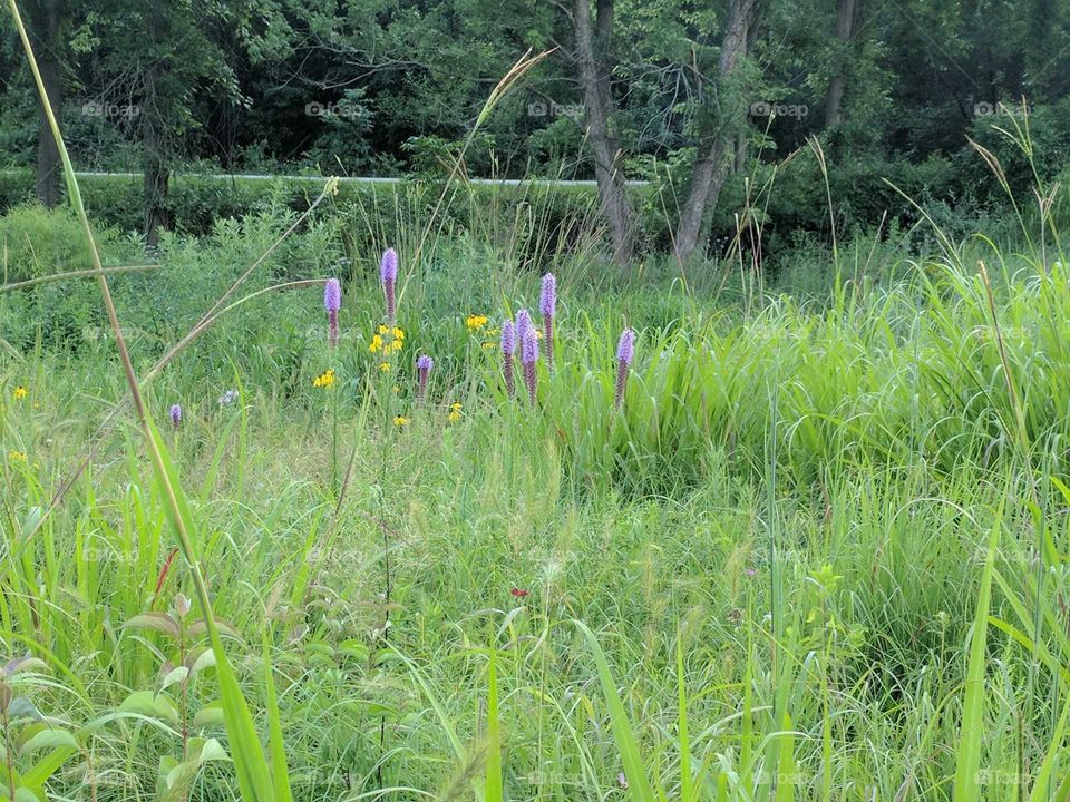 Purple Flowers