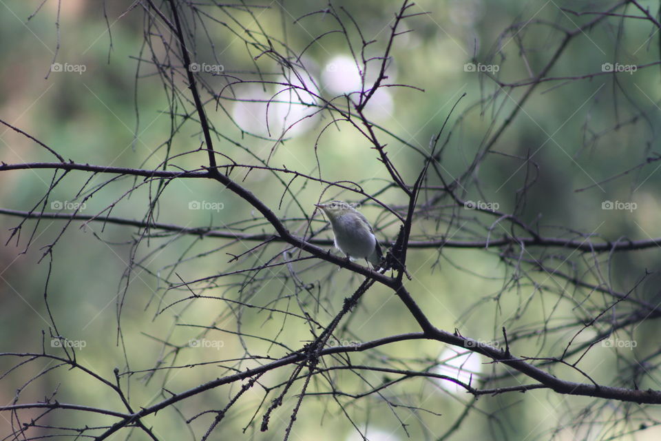 A bird on a tree branch