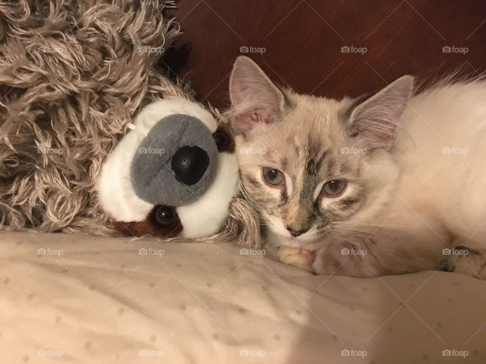 Cat with sloth toy 