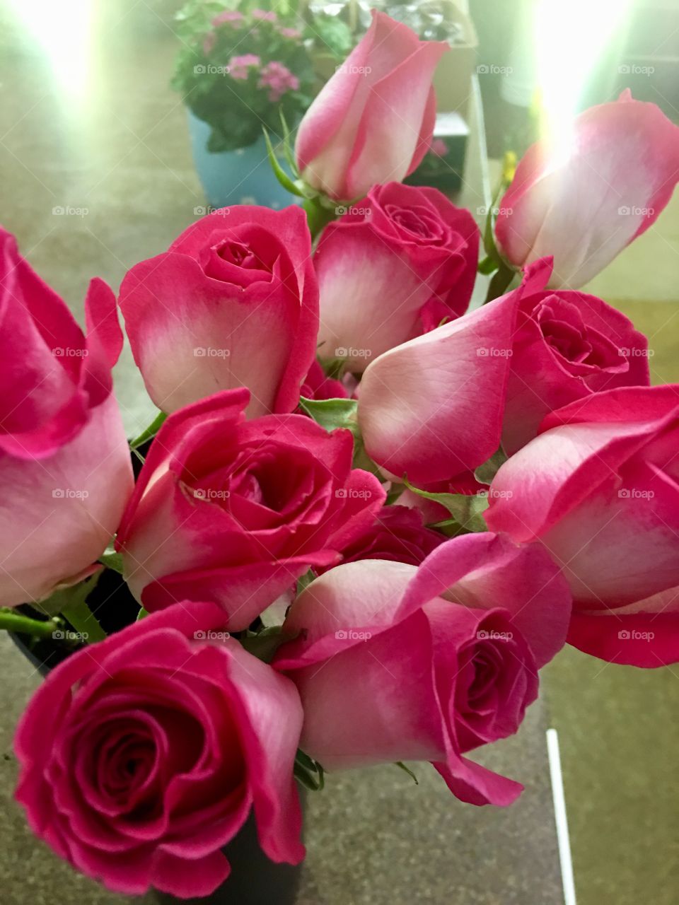 Hot pink roses 