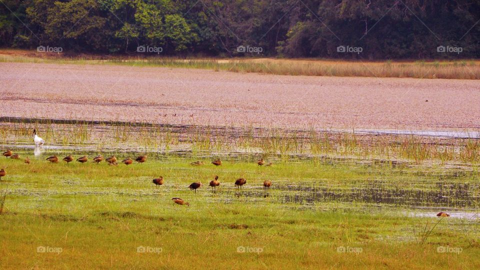 Birds in forest tank