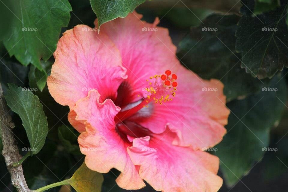 Hibiscus 