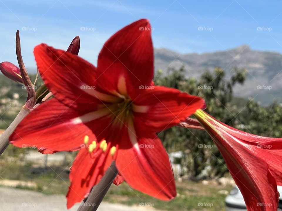 Flowers#nature#spring