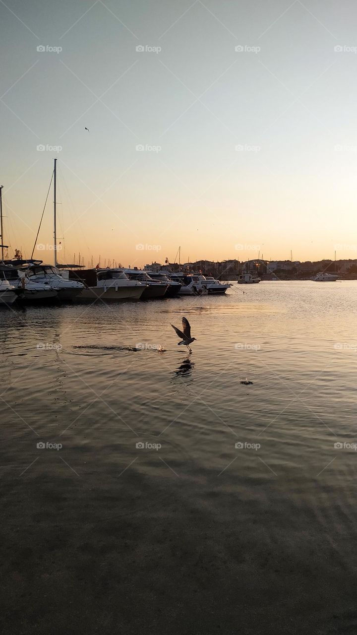 A seagull hunting