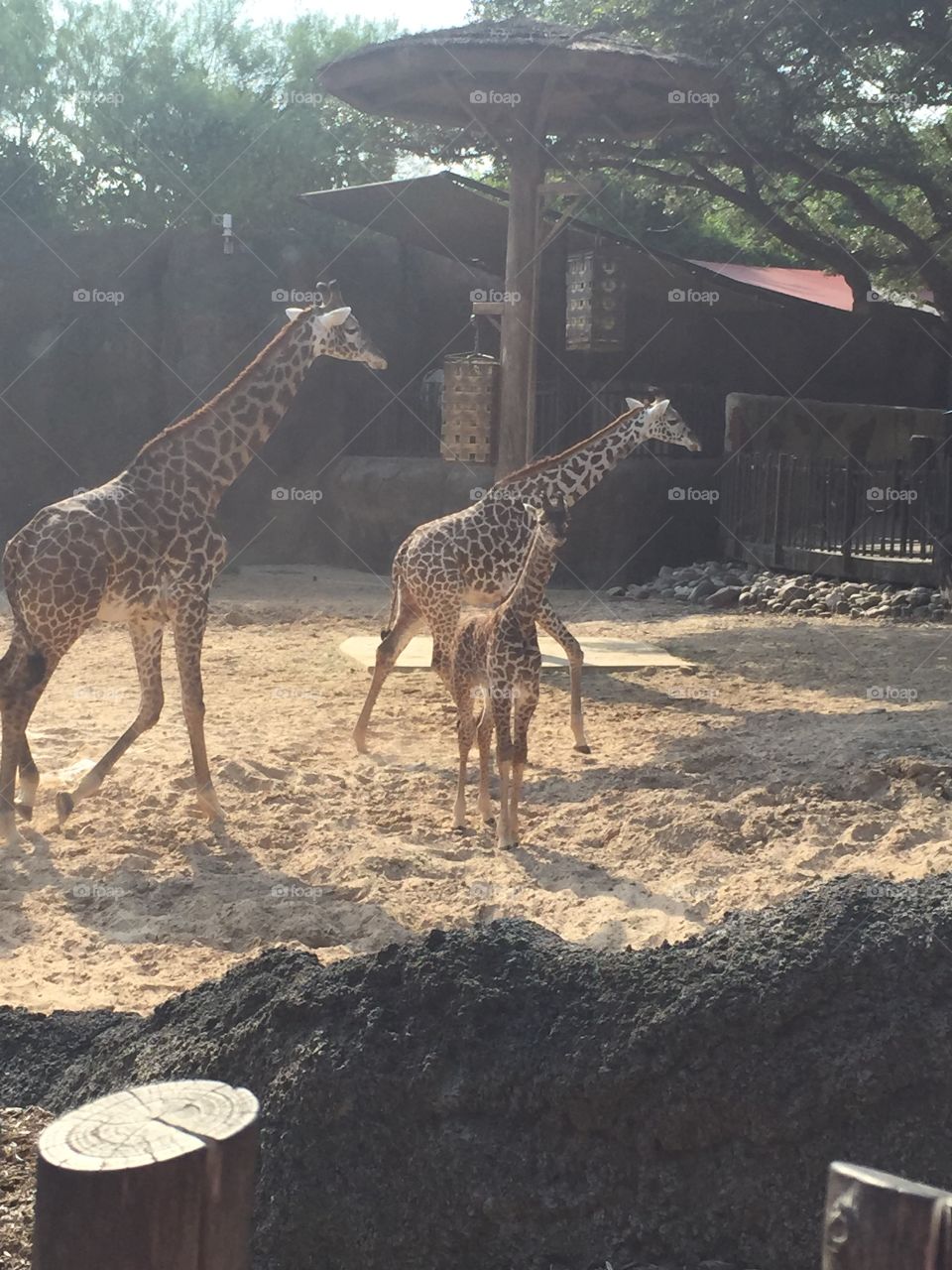 Giraffes at the Houston Zoo