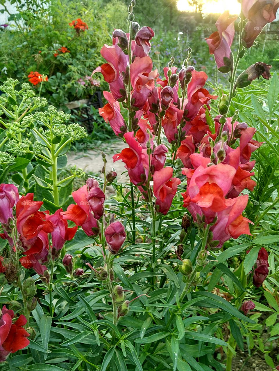 Snapdragon red blooming in the summer