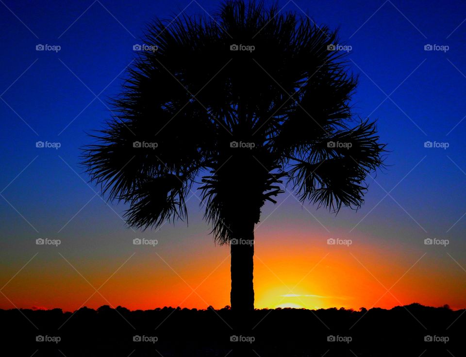 I took it with my phone - A silhouette shot of a Palmetto tree in the descending sunset with a magnificent and colorful - What a wonderful way to convey drama, mystery, emotion and mood in a picture by posting a silhouette 