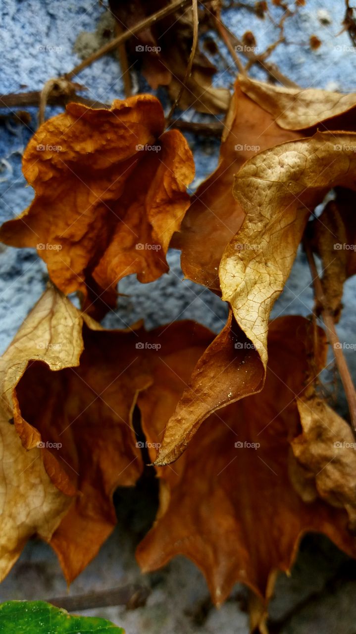 golden fall leaves