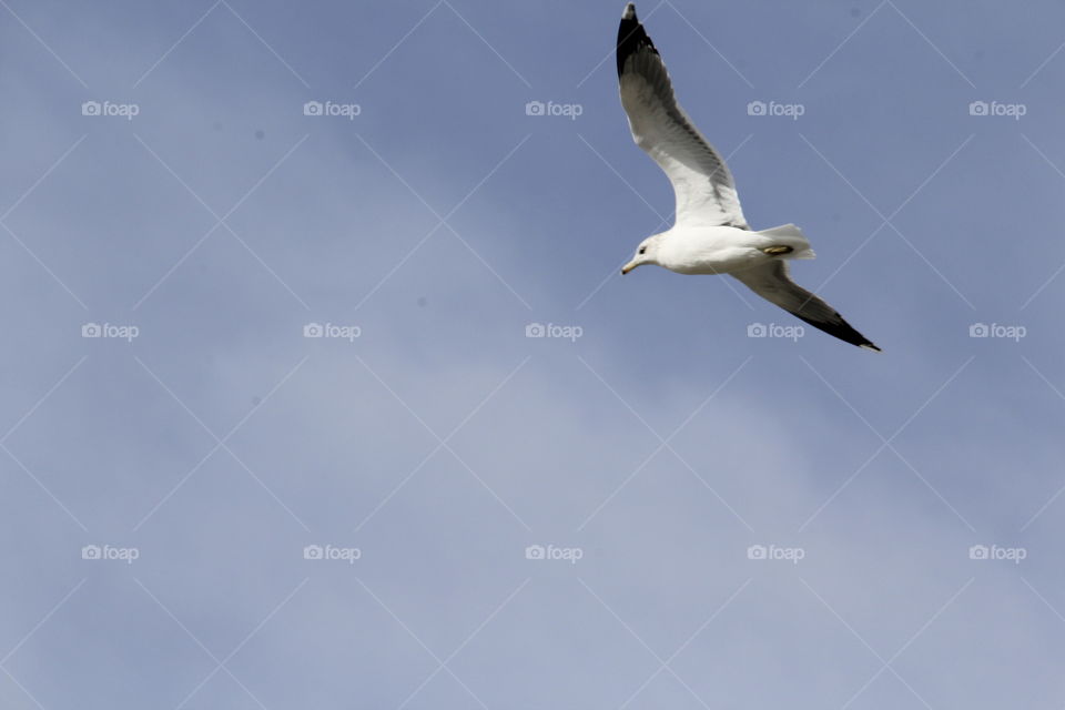 seagull