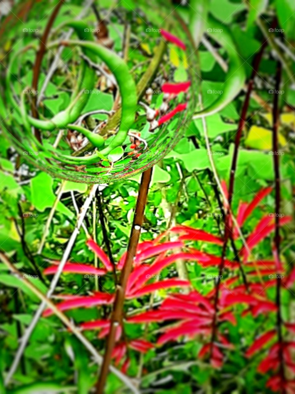bean pods highlighted in orb coral bean plants
