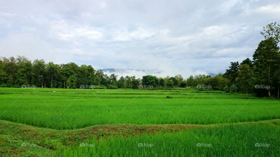 paddy field. good morning Paddy field and mountain some place in Thailand,  landscape